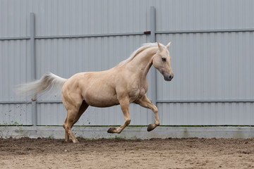 Palomino american quarter horse running in paddock on the sand background