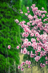 Peach blossom in the sunny day.spring tree with beautiful flowers.