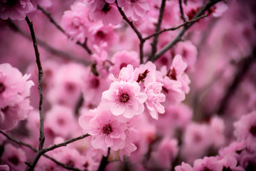Peach blossom in the sunny day.spring tree with beautiful flowers.