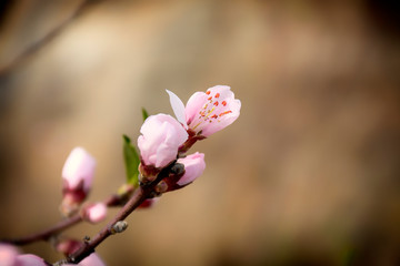 Peach blossom in the sunny day.spring tree with beautiful flowers.