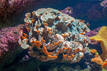 Naklejka na ściany i meble Massif corallien 