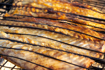 Bonfire mackerel fish