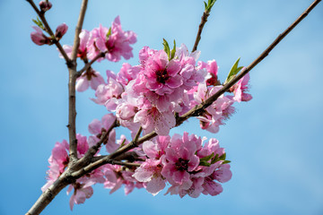 Peach blossom in the sunny day.spring tree with beautiful flowers.