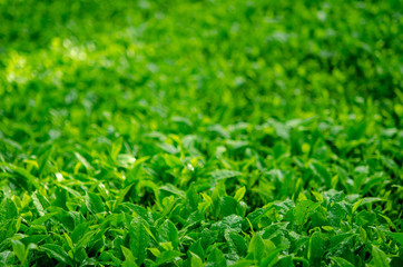 Tea leaf close up