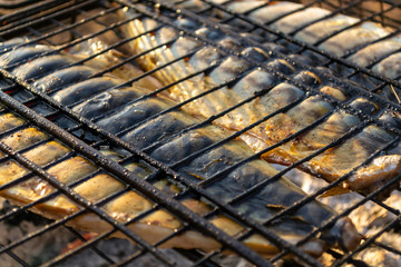 Bonfire mackerel fish