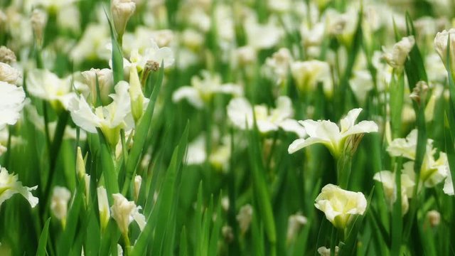 Violet iris flowers (Iris germanica) on blurred green natural garden background