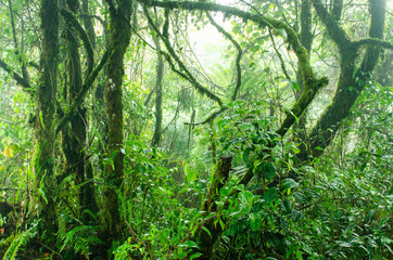 Fototapeta na wymiar Mossy forest Cameron Highlands
