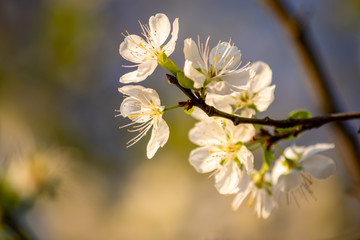 Frische weiße Blüten in voller Pracht an einem Apfelbaum vor natürlichem Hintergrund zeigen die filigrane Schönheit einer Obstwiese im Frühling und laden Insekten wie Bienen zum Nektar sammeln ein