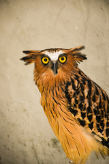 eagle owl on a branch in Kuala lumpur malaysia
