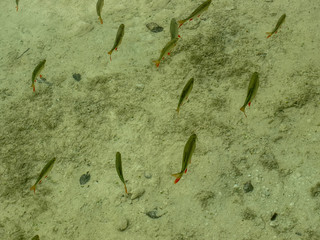 Transparent, clear water, bottom of the lake, trees under water, fish