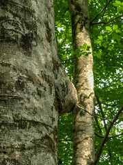 interesting trees with various growths
