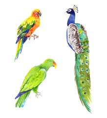 Watercolor hand painted exotic tropical parrots and peacock illustration set isolated on white background