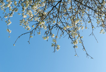White pear blossom against  blue sky