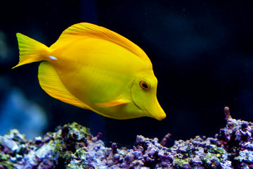 Poisson chirurgien jaune