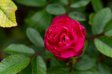 A mug shot of a bright red rose against summer green plants. Red rose on a flower bed top view