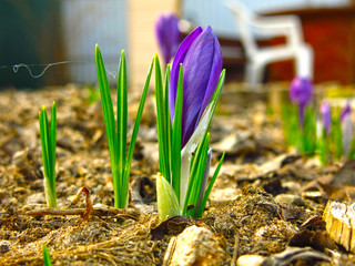 bright purple spring crocuses grow in a flower bed