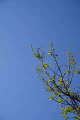 Apple tree branch against the evening sky.