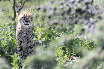 Young Cheetah sitting at the Tanzanian Savanna 