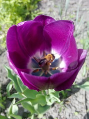 purple tulip with a bee in the middle of a flower insect on a flower.