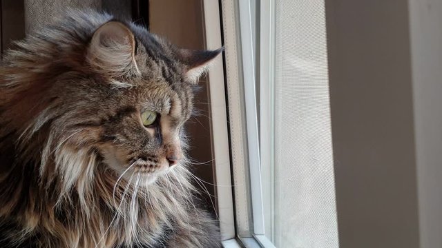 Beautiful fluffy Maine Coon cat looks out the window