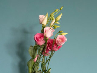 Fresh pink flowers, in front of green wall. View with copy space and shadow