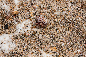A land hermit crab on a beach of Bali, Indonesia