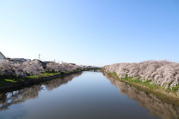 Fototapeta na wymiar 元荒川の川面に映るソメイヨシノ（サクラ）の花
