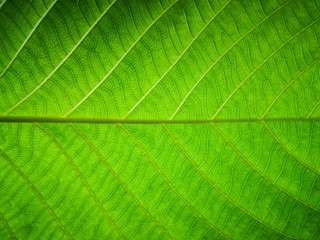 Close up of fresh green leaf texture background.