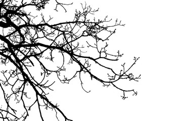 Schwarz weiß - Äste
