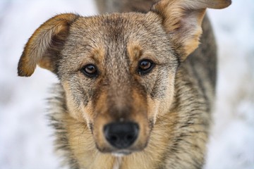 homeless dog in winter