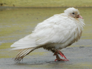 a beautiful white pigeon walking in water and felling cold