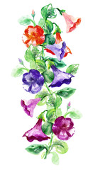 Petunia Flowers. Watercolor Illustration.