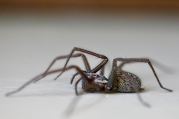 Große Winkelspinne  Makro