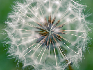 dandelion seeds on green background