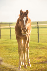 English Thoroughbred foal in a meadow at sunset looking at the camera. No people.