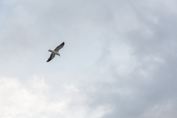 Seagull in the sky in cloudy weather against a cloudy sky