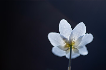 Fototapeta premium First spring flowers. Anemone sylvestris (snowdrop anemone)