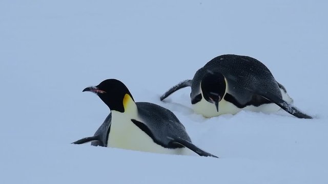 Emperor Penguins on the snow n Antarctica