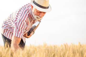 Serious gray haired agronomist or farmer examining wheat plants before the harvest. Back lit photo, low angle view