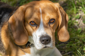 Beagle dans l'herbe