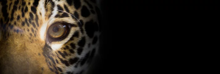 Foto op Plexiglas Portait of a jaguar close up, the look of the feline, dark background, wide banner © OneClic