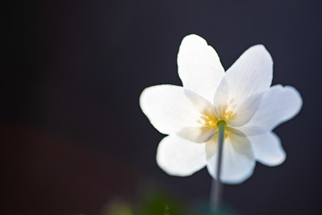 Obraz na płótnie Canvas First spring flowers. Anemone sylvestris (snowdrop anemone)