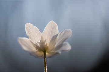 First spring flowers. Anemone sylvestris (snowdrop anemone)