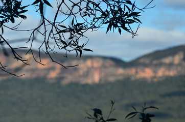 Leaves and small branches of a eucalyptus tree are seen in silhouette against a blue sky. In the background are sandstone rock faces in the Blue Mountains, Australia. The valley between is filled with