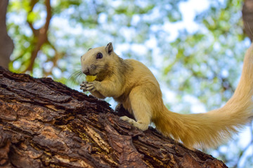 Lovely squirrel eats pineapple fruit on the tree. Animal food.