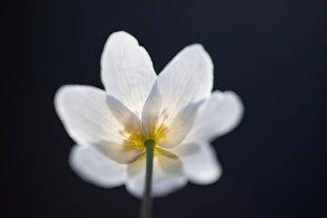 Fototapeta na wymiar First spring flowers. Anemone sylvestris (snowdrop anemone)