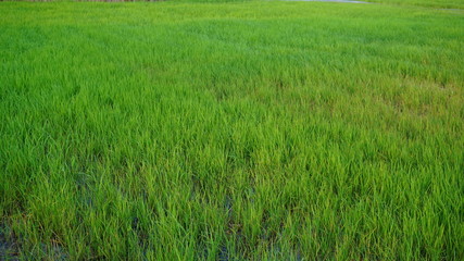 Rice tree grows in rice fields