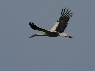  White stork (Ciconia ciconia) and surrounding countryside