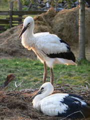  White stork (Ciconia ciconia) and surrounding countryside