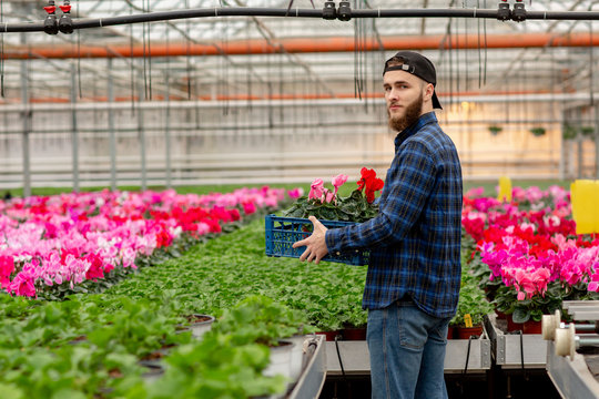 Male florist with a box of cyclamen in his hands. Pink cyclamen plants in pots. Gardening and floristics. Working with flowers and plants